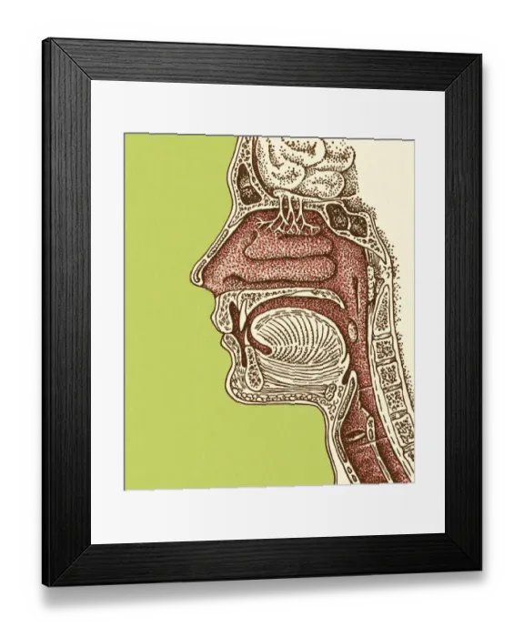 Framed Print : Inside Head and Neck Framed Print : Inside Head and Neck