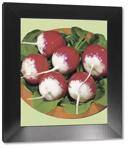 Radishes. http: /  / csaimages.com / images / istockprofile / csa_vector_dsp.jpg