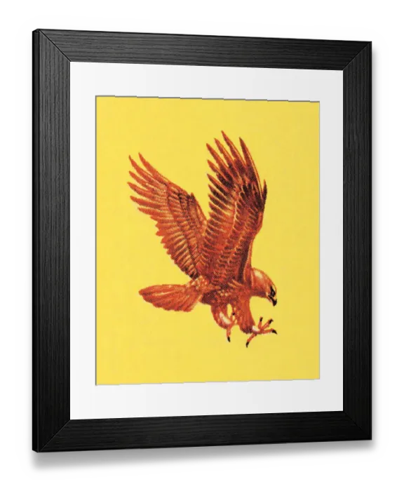 Framed Print : Falcon. http: / / csaimages.com / images / istockprofile / csa_vector_dsp.jpg Framed Print : Falcon. http: / / csaimages.com / images / istockprofile / csa_vector_dsp.jpg