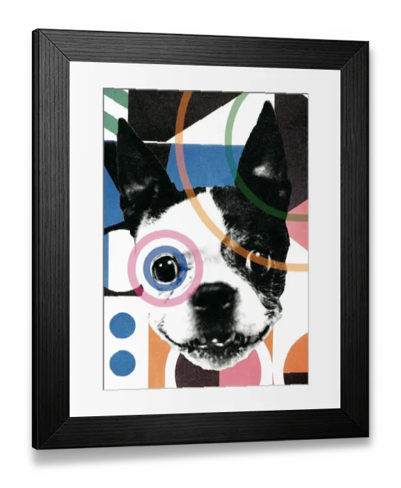 Framed Print : Boston Terrier Framed Print : Boston Terrier