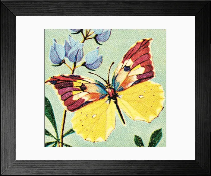 Framed Print : Butterfly. http: / / csaimages.com / images / istockprofile / csa_vector_dsp.jpg Framed Print : Butterfly. http: / / csaimages.com / images / istockprofile / csa_vector_dsp.jpg