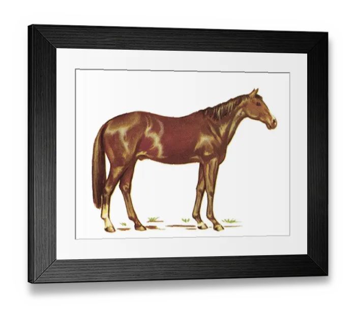Framed Print : Brown Horse