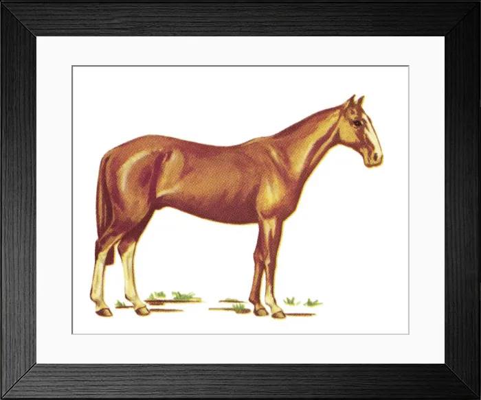 Framed Print : Brown Horse Framed Print : Brown Horse
