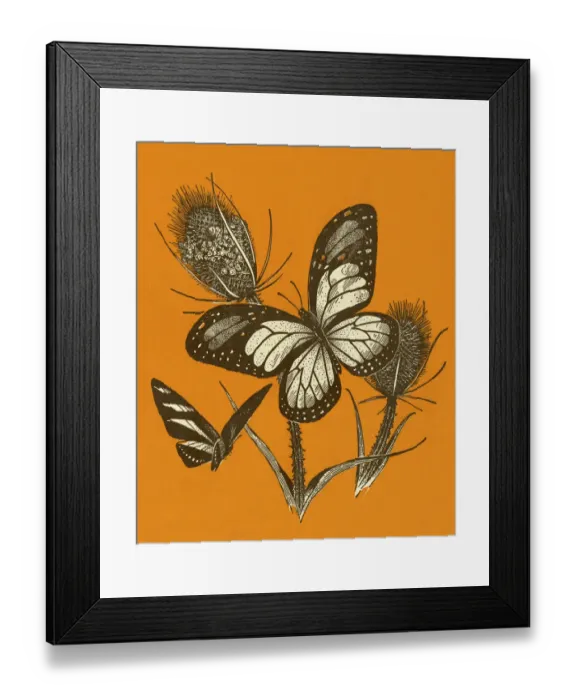 Framed Print : Butterflies Framed Print : Butterflies