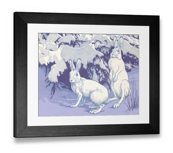 Framed Print : Two Rabbits in Snow Framed Print : Two Rabbits in Snow