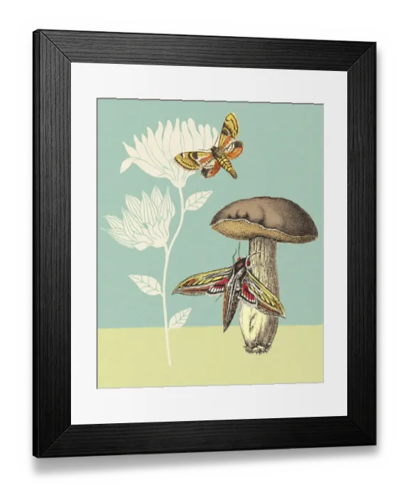 Framed Print : Moths Mushroom and Flower Framed Print : Moths Mushroom and Flower