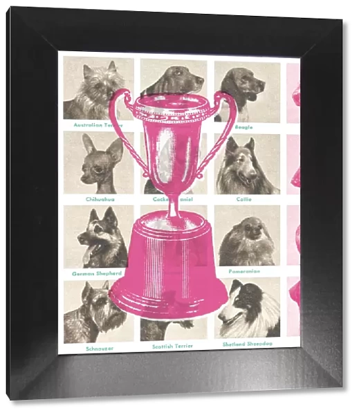 Dog show trophy