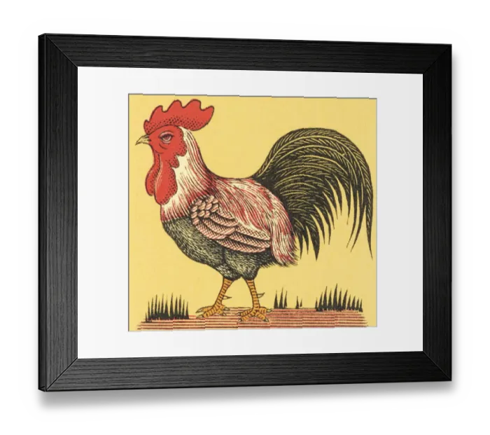 Framed Print : Rooster. http: / / csaimages.com / images / istockprofile / csa_vector_dsp.jpg Framed Print : Rooster. http: / / csaimages.com / images / istockprofile / csa_vector_dsp.jpg
