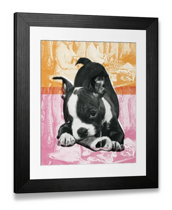 Framed Print : Boston Terrier Framed Print : Boston Terrier
