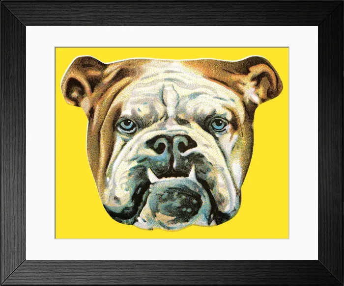 Framed Print : Bulldog. http: / / csaimages.com / images / istockprofile / csa_vector_dsp.jpg Framed Print : Bulldog. http: / / csaimages.com / images / istockprofile / csa_vector_dsp.jpg