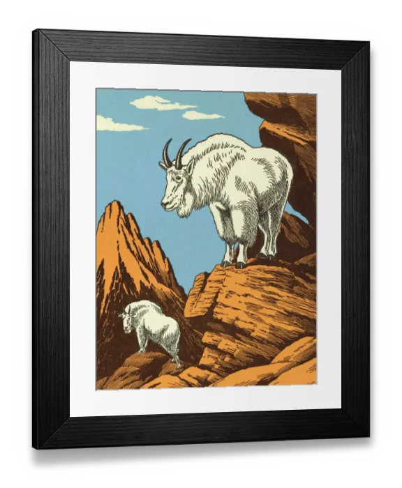 Framed Print : Mountain Goats Framed Print : Mountain Goats