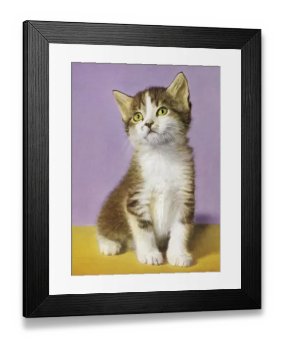 Framed Print : White and Grey Kitten Framed Print : White and Grey Kitten