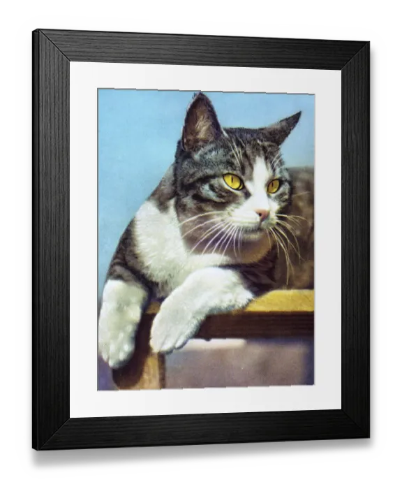 Framed Print : Lounging Black and White Cat