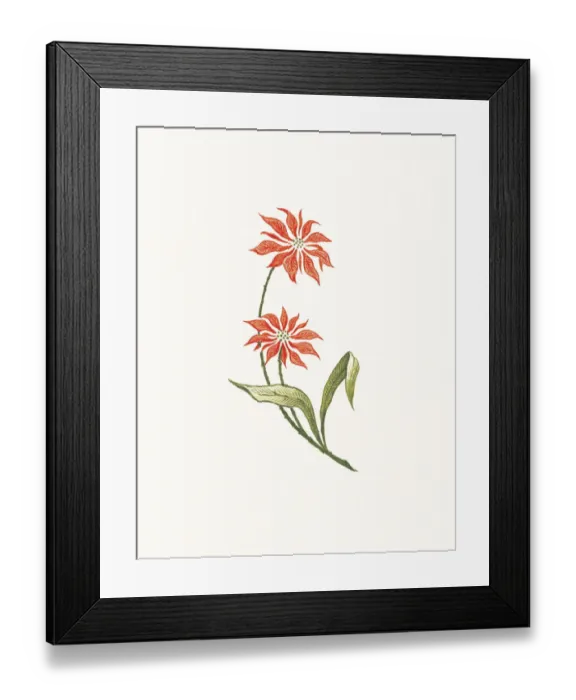Framed Print : Flowers. http: / / csaimages.com / images / istockprofile / csa_vector_dsp.jpg Framed Print : Flowers. http: / / csaimages.com / images / istockprofile / csa_vector_dsp.jpg
