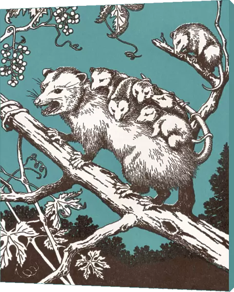Possum With Babies
