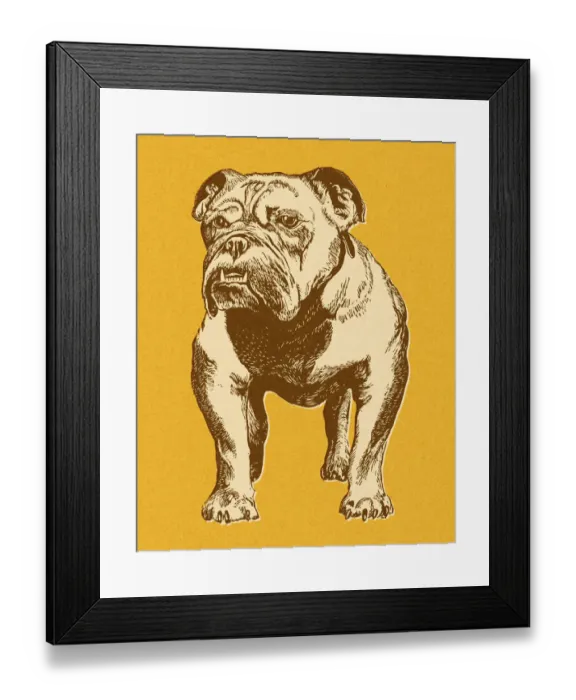 Framed Print : Bulldog. http: / / csaimages.com / images / istockprofile / csa_vector_dsp.jpg Framed Print : Bulldog. http: / / csaimages.com / images / istockprofile / csa_vector_dsp.jpg