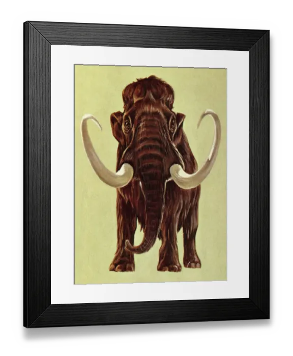 Framed Print : Woolly Mammoth Framed Print : Woolly Mammoth