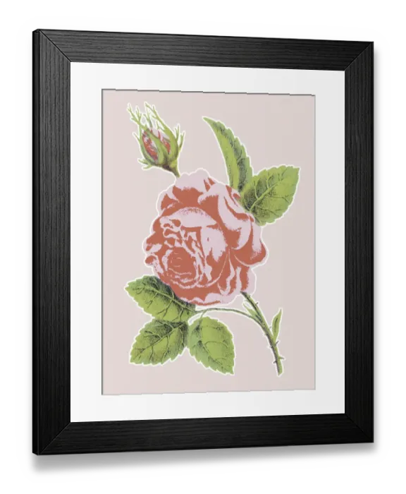 Framed Print : Pink Rose. http: / / csaimages.com / images / istockprofile / csa_vector_dsp.jpg Framed Print : Pink Rose. http: / / csaimages.com / images / istockprofile / csa_vector_dsp.jpg