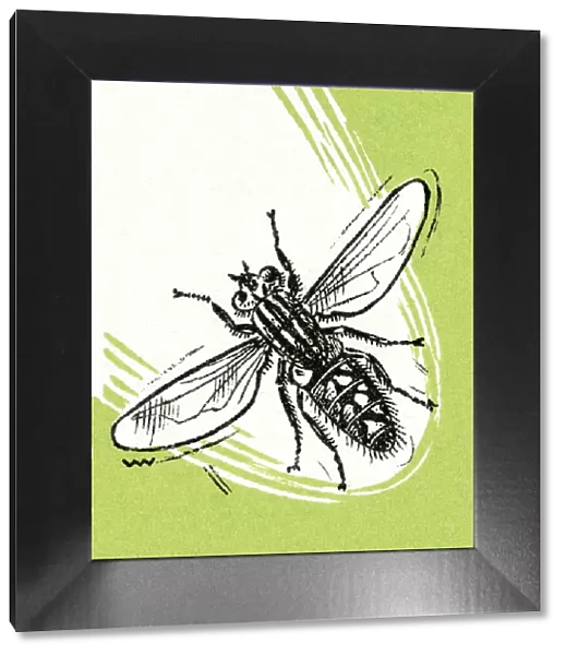 Insect. http: /  / csaimages.com / images / istockprofile / csa_vector_dsp.jpg