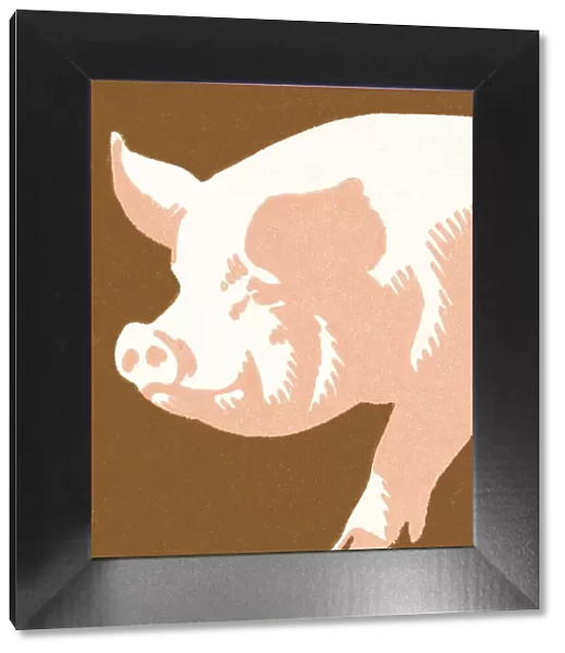 Pig. http: /  / csaimages.com / images / istockprofile / csa_vector_dsp.jpg