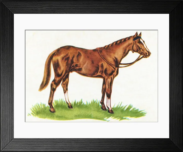 Framed Print : Horse. http: / / csaimages.com / images / istockprofile / csa_vector_dsp.jpg Framed Print : Horse. http: / / csaimages.com / images / istockprofile / csa_vector_dsp.jpg