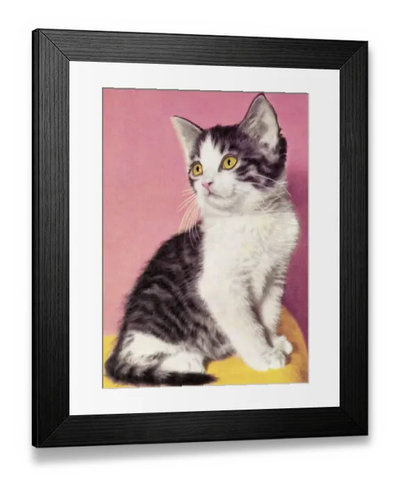 Framed Print : White and Grey Kitten Framed Print : White and Grey Kitten