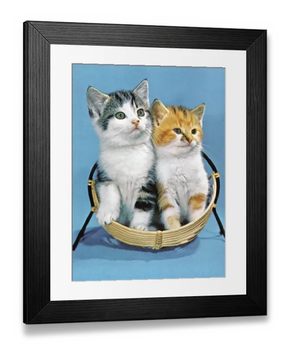 Framed Print : Two Kittens Sitting Together Framed Print : Two Kittens Sitting Together