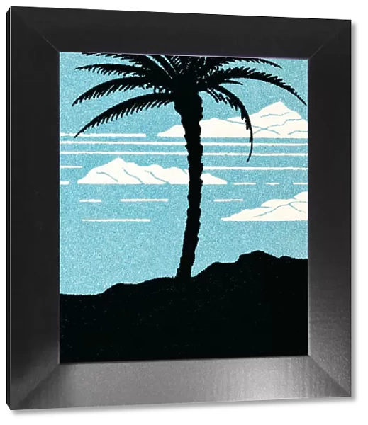 Palm tree. http: /  / csaimages.com / images / istockprofile / csa_vector_dsp.jpg