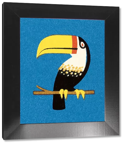 Toucan. http: /  / csaimages.com / images / istockprofile / csa_vector_dsp.jpg
