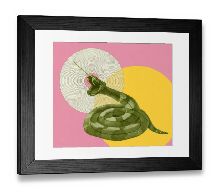 Framed Print : Coiled Snake Framed Print : Coiled Snake