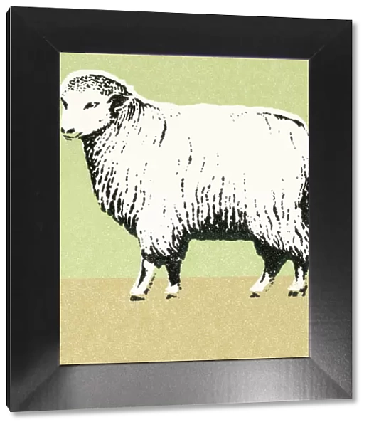 Sheep. http: /  / csaimages.com / images / istockprofile / csa_vector_dsp.jpg