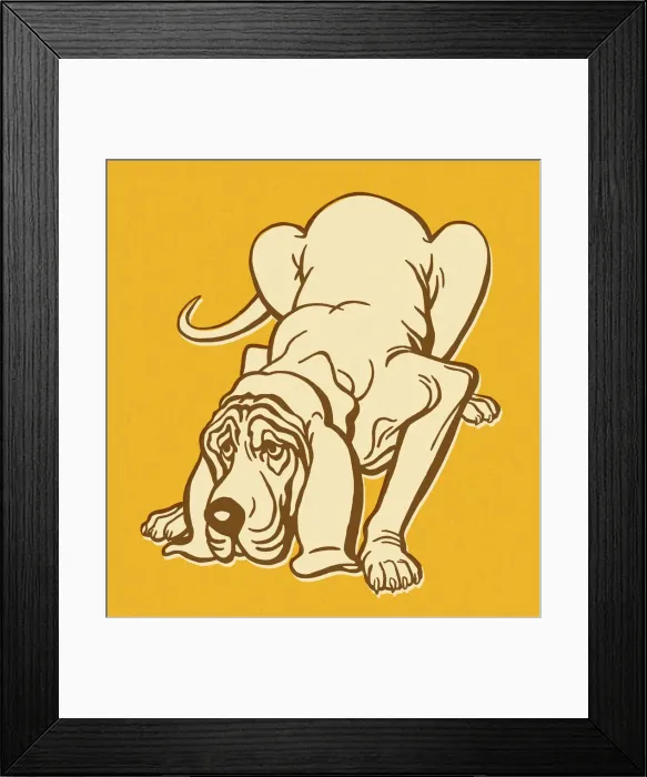 Framed Print : Bloodhound Dog Sniffing Framed Print : Bloodhound Dog Sniffing