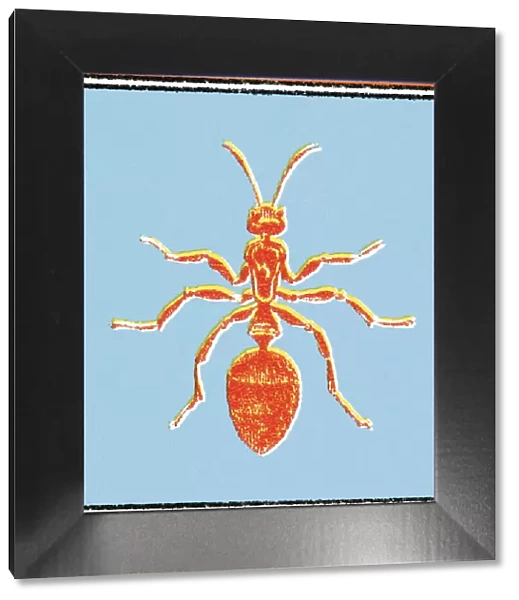 Ant. http: /  / csaimages.com / images / istockprofile / csa_vector_dsp.jpg