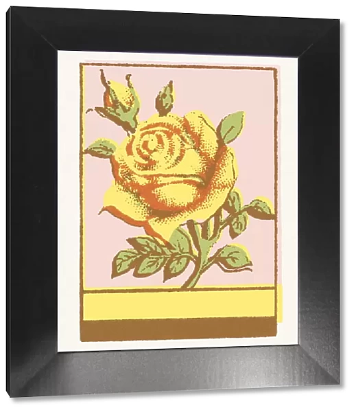 Rose. http: /  / csaimages.com / images / istockprofile / csa_vector_dsp.jpg
