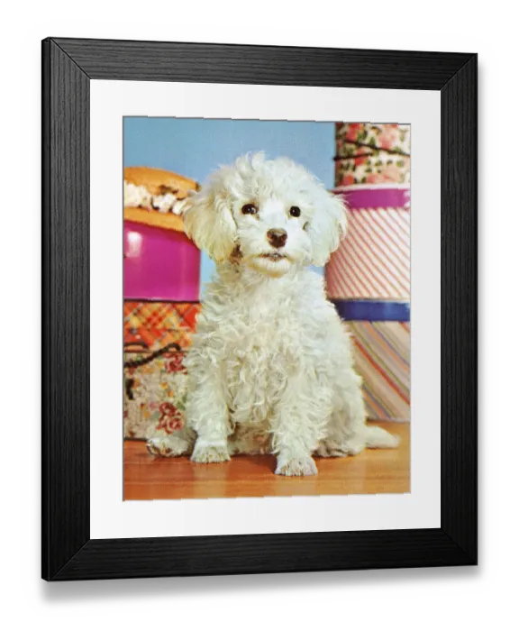 Framed Print : Fluffy White Dog Framed Print : Fluffy White Dog