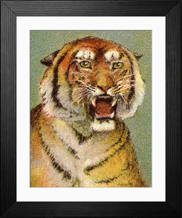 Framed Print : Tiger. http: / / csaimages.com / images / istockprofile / csa_vector_dsp.jpg Framed Print : Tiger. http: / / csaimages.com / images / istockprofile / csa_vector_dsp.jpg