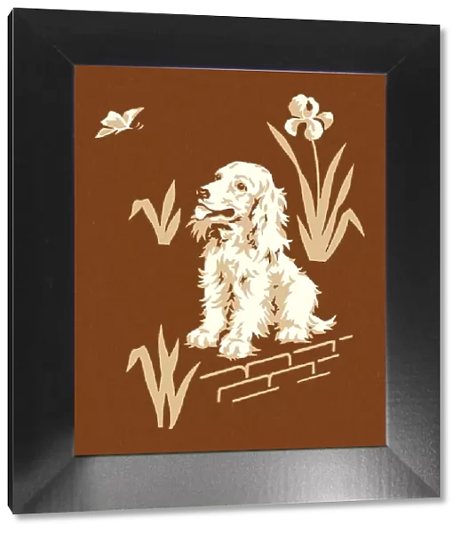Dog on a Brown Background