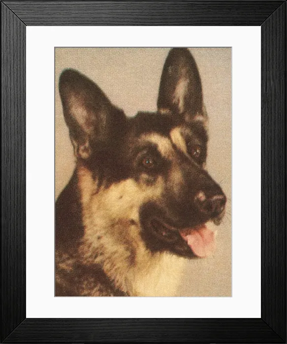 Framed Print : German Shepherd Framed Print : German Shepherd