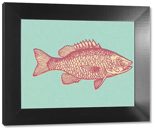 Pink Fish. http: /  / csaimages.com / images / istockprofile / csa_vector_dsp.jpg