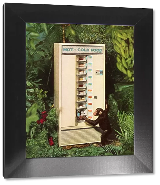 Monkey at a Vending Machine in the Jungle