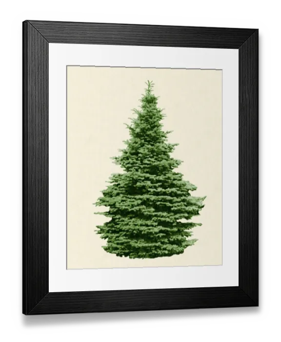 Framed Print : Evergreen green tree isolated on a beige background Framed Print : Evergreen green tree isolated on a beige background