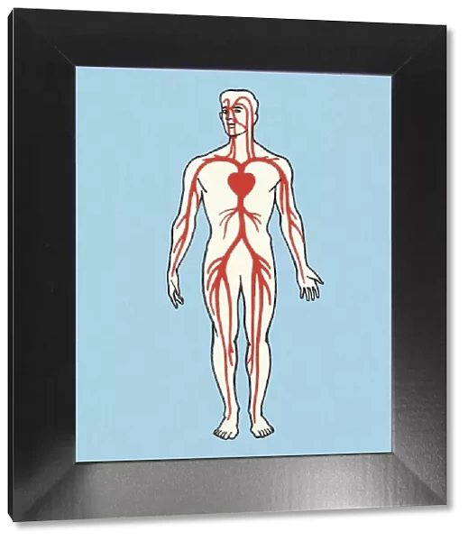 Anatomical Vein Illustration
