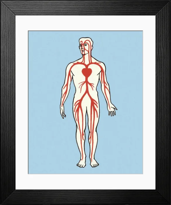 Framed Print : Anatomical Vein Illustration Framed Print : Anatomical Vein Illustration