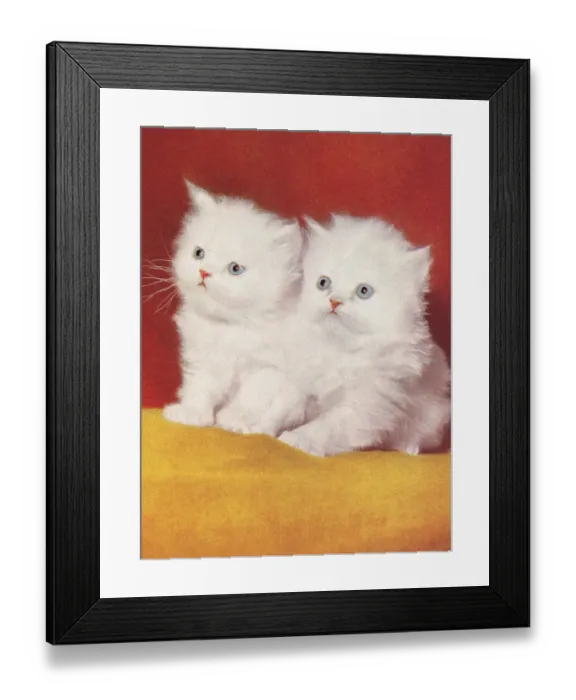Framed Print : Two White Kittens Framed Print : Two White Kittens