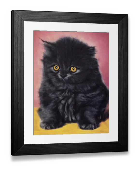 Framed Print : Black Kitten Framed Print : Black Kitten