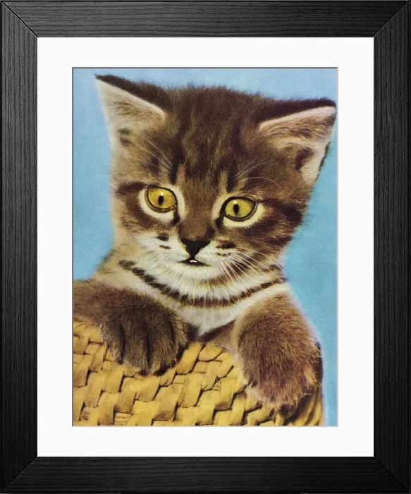 Framed Print : Grey Kitten in Basket