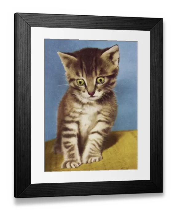 Framed Print : Kitten. http: / / csaimages.com / images / istockprofile / csa_vector_dsp.jpg Framed Print : Kitten. http: / / csaimages.com / images / istockprofile / csa_vector_dsp.jpg