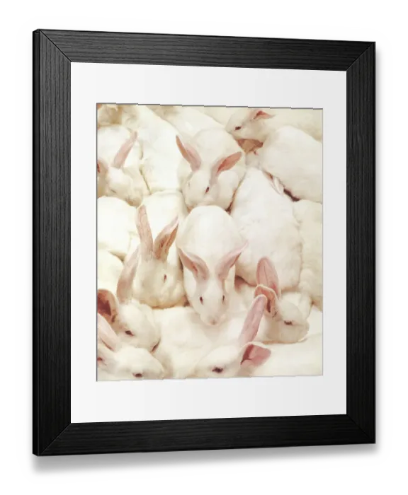 Framed Print : Lots of Bunnies Framed Print : Lots of Bunnies