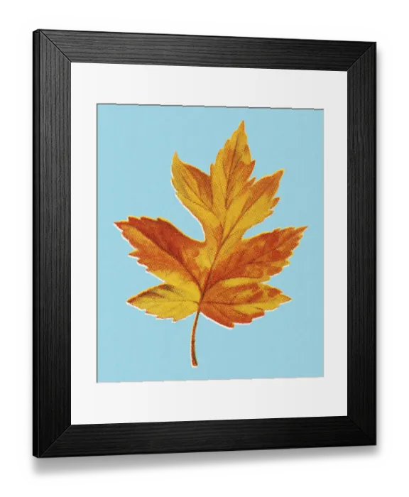 Framed Print : Autumn Yellow Leaf Framed Print : Autumn Yellow Leaf