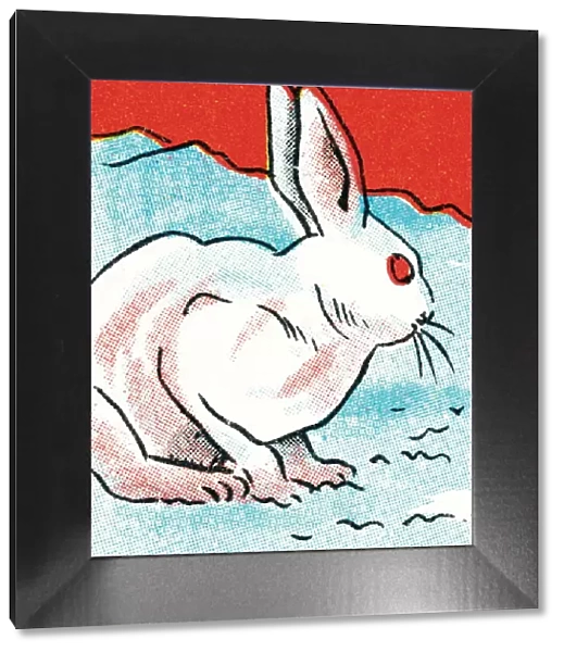 Rabbit. http: /  / csaimages.com / images / istockprofile / csa_vector_dsp.jpg